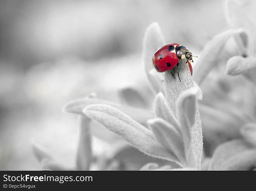 7 Spotted Ladybug on Leaf in Selective Color Photography