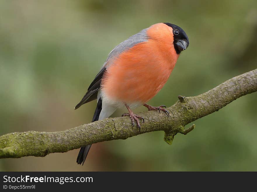 A close up of a colorful bird perched on a branch. A close up of a colorful bird perched on a branch.