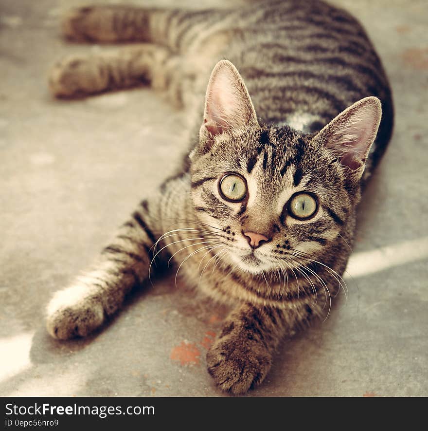 A cat lying on the ground staring at the camera with eyes wide open. A cat lying on the ground staring at the camera with eyes wide open.