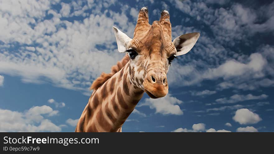 Brown Beige and White Giraffe Under White Clouds