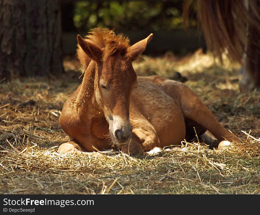 A brown pony resting on the ground. A brown pony resting on the ground.