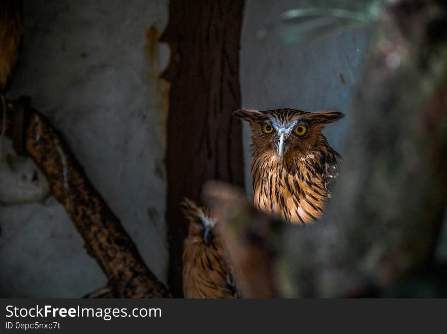 A pair of owls lurking from a shade next to a tree trunk. A pair of owls lurking from a shade next to a tree trunk.