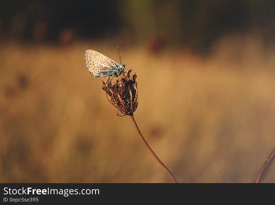 Blue Butterfly Standing on Brown Flower Bud