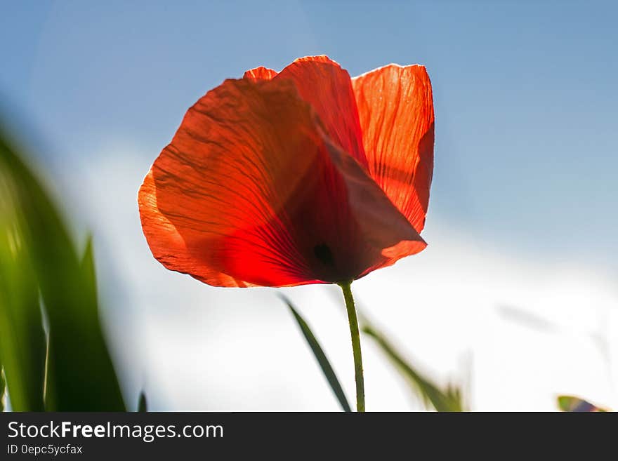 Orange Flower With Green Stem