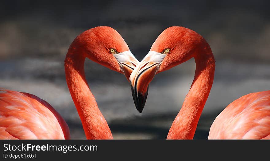 Two flamingos beaks touching creating a heart shape symbolizing affection, love and bonding; a message for Saint Valentine's day. Two flamingos beaks touching creating a heart shape symbolizing affection, love and bonding; a message for Saint Valentine's day.