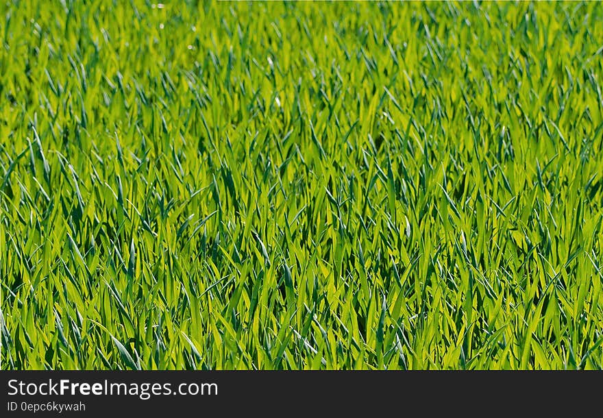 Green Grass Close Up Photograph