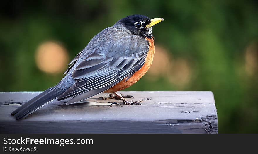 Close Up Photo of Black and Brown Sparrow Bird on Gray Wooden Bar during Daytime