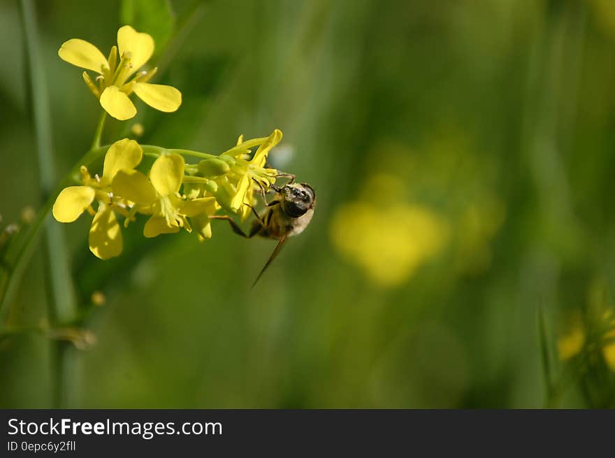 A close up of a bumblebee pollinating a yellow flower. A close up of a bumblebee pollinating a yellow flower.