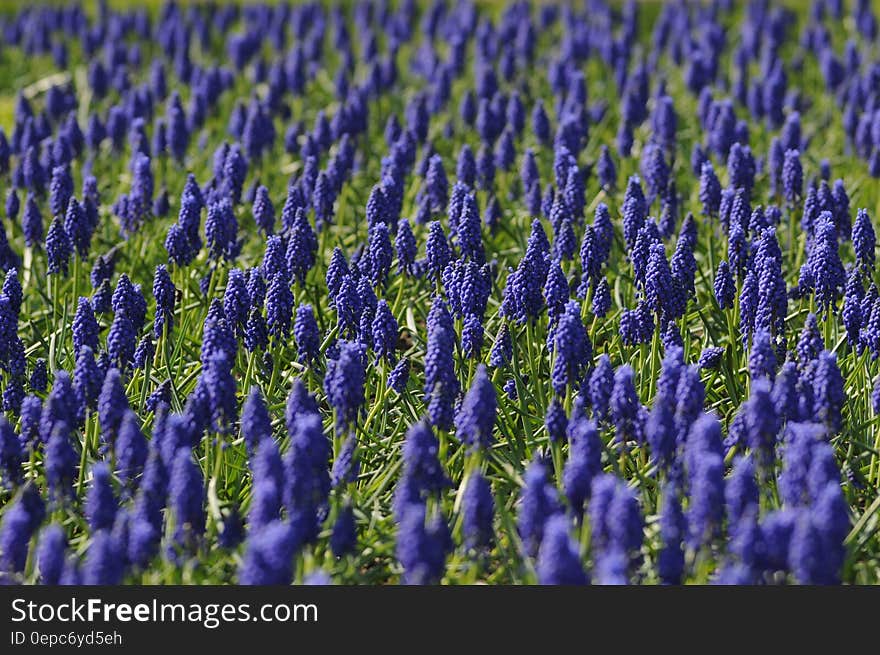 Field of Blue Flowers