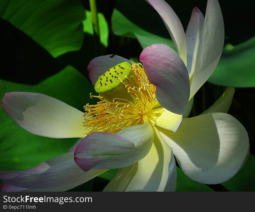 White and Purple Flower