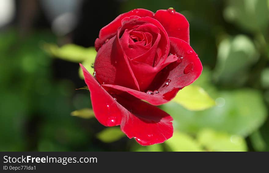 Red rose captured closeup with selective focus and dewdrops on the petals, with green background. Red rose captured closeup with selective focus and dewdrops on the petals, with green background.