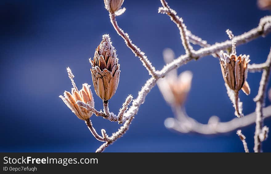 Brown Clustered Flowers during Day Time