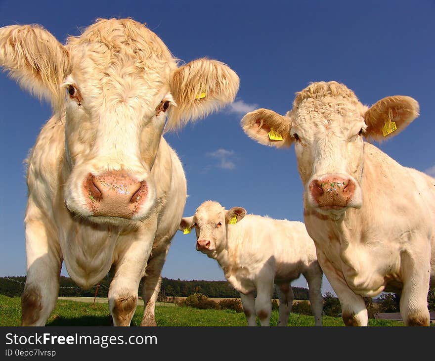 3 Cows in Field Under Clear Blue Sky