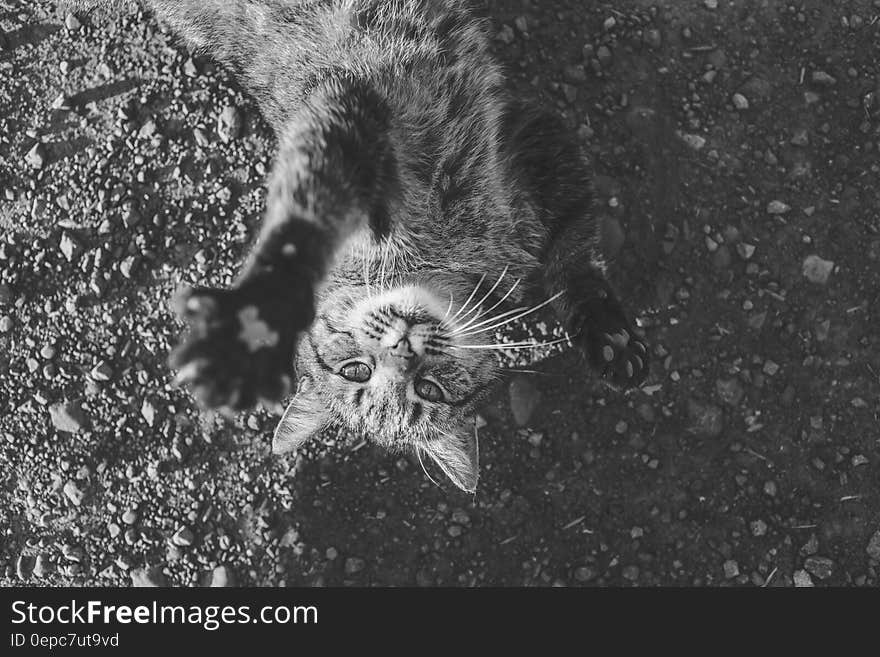 A tabby cat lying on its back in black and white. A tabby cat lying on its back in black and white.