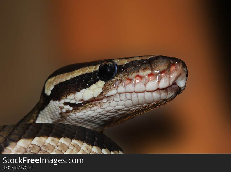 A close up of a ball python's head.