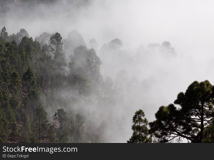 A view over a forest covered in mist. A view over a forest covered in mist.