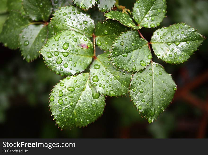 A close up of water droplets on birch leaves. A close up of water droplets on birch leaves.