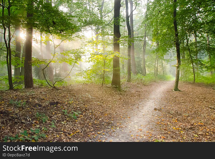 Gray Pathway Surrounded by Green Tress