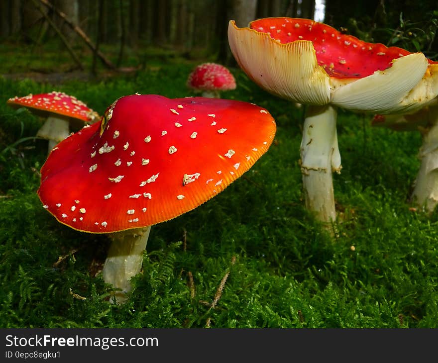 Red Mushrooms Surrounded by Green Grass