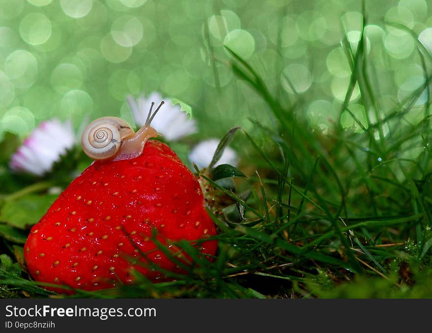 A macro shot of a small snail on a red strawberry. A macro shot of a small snail on a red strawberry.