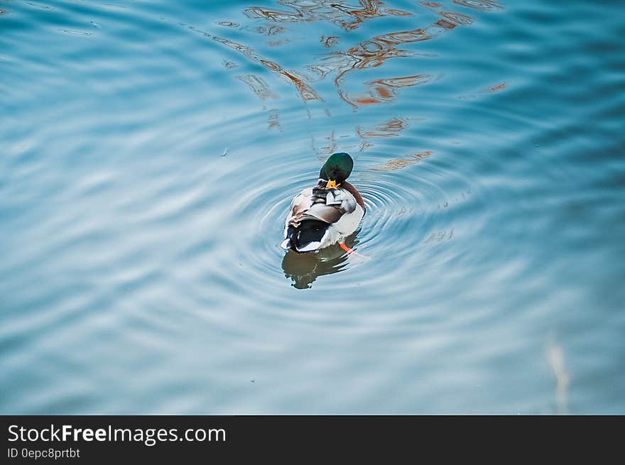 A mallard duck on a pond with blue water. A mallard duck on a pond with blue water.