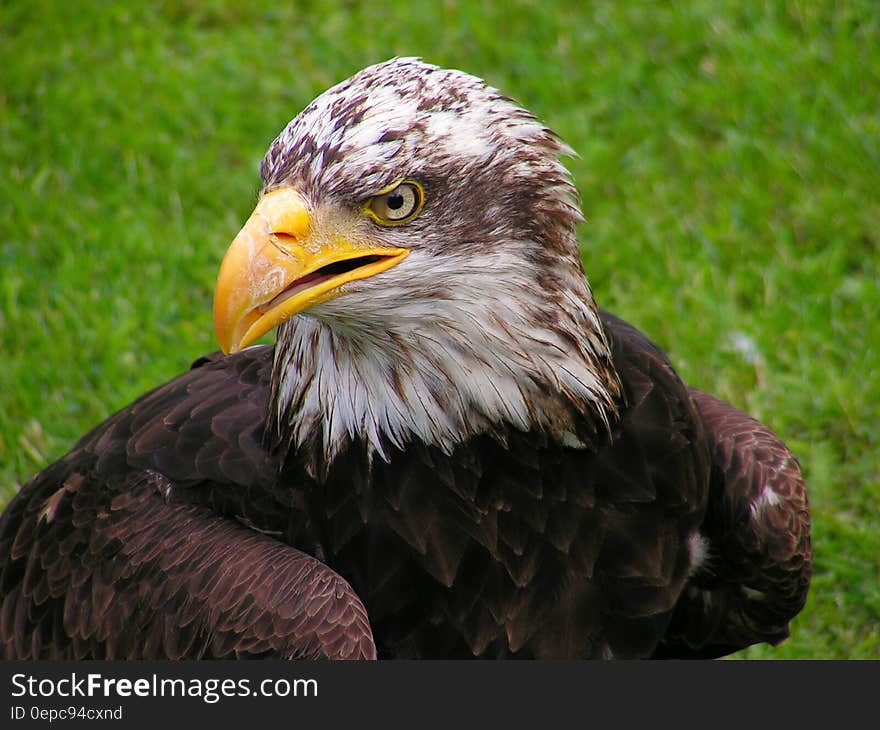 A close up of a bald eagle resting on green grass.