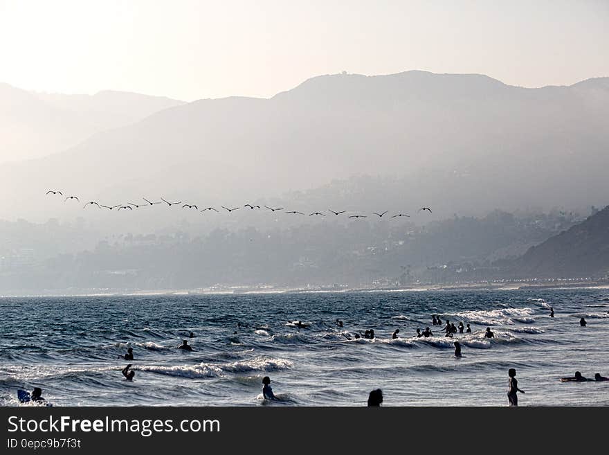 A flock of birds flying over a beach with people swimming in the water. A flock of birds flying over a beach with people swimming in the water.