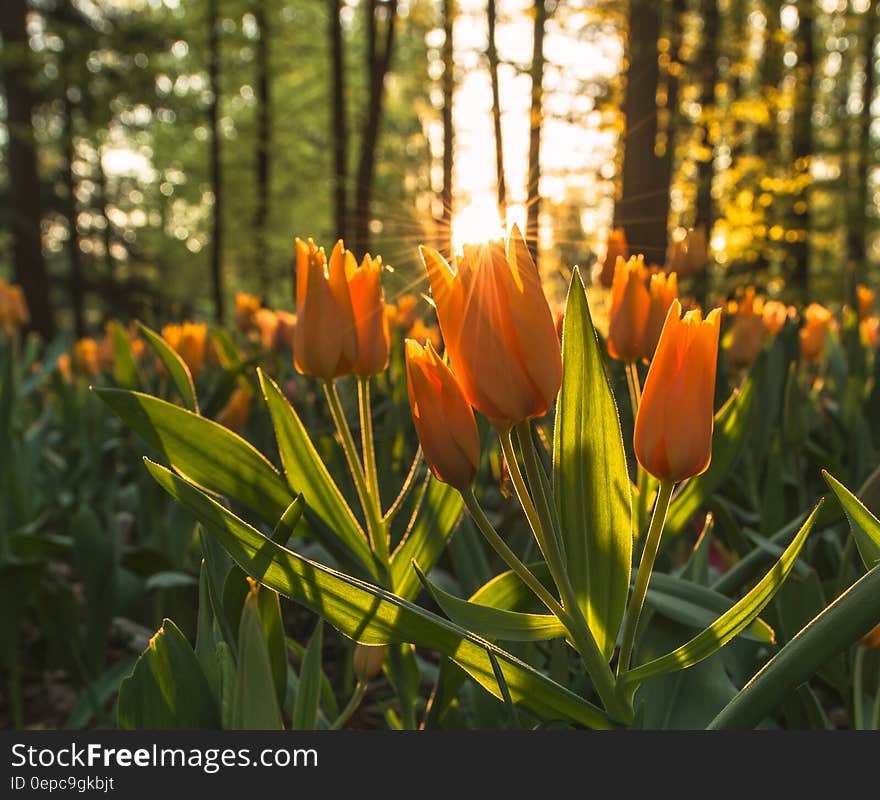 Field of Orange Flowers