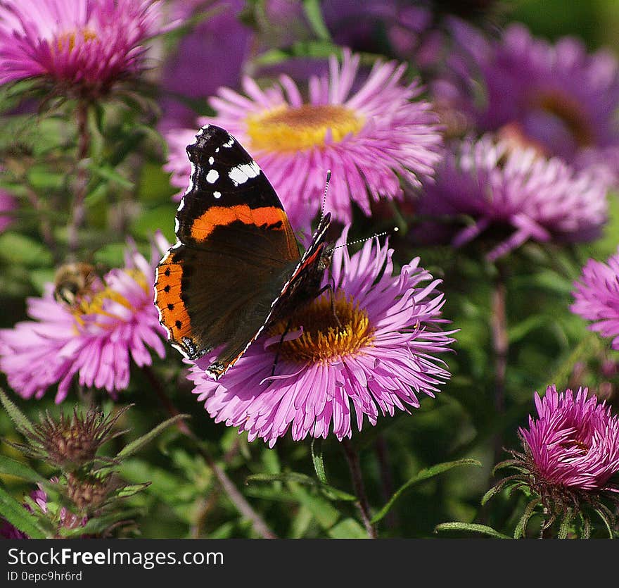 Black Orange White Butterfly on Purple Multi Petal Flower during Daytime