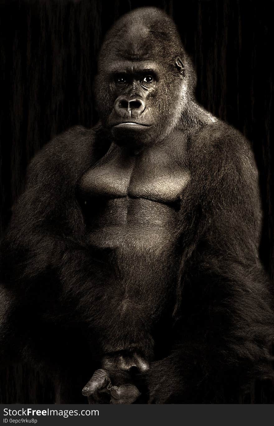 Gorilla