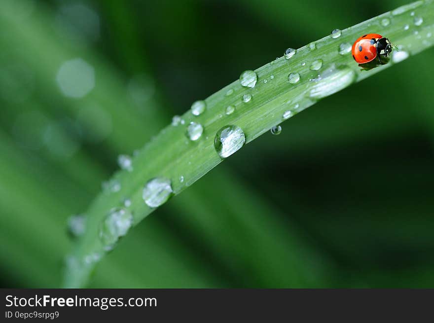 Red Ladybug in Green Grass