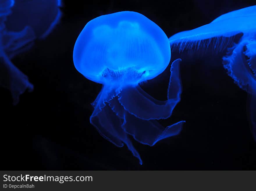 Blue Effect Colored Jellyfish