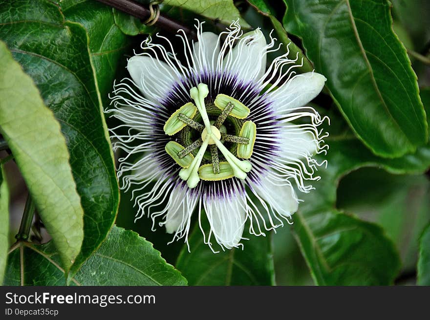 Close Up Photo of White and Black Flower at Daytime