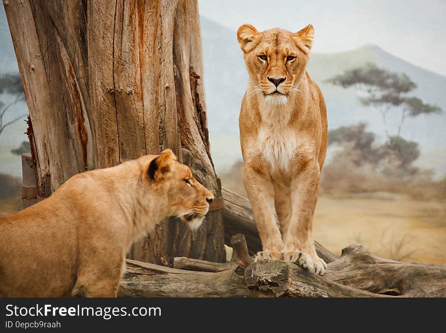 2 Lion on Grass Field during Daytime