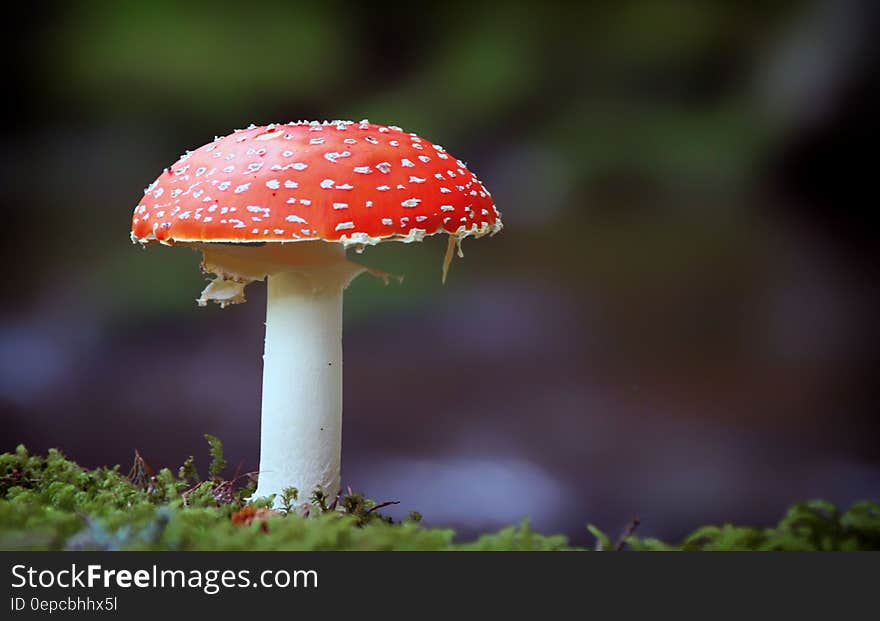 Red and White Mushroom on Green Grass during Daytime