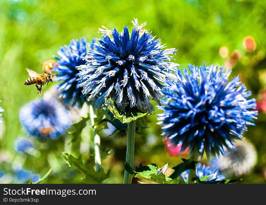 Bee pollinating blue cornflowers with green grass in background.