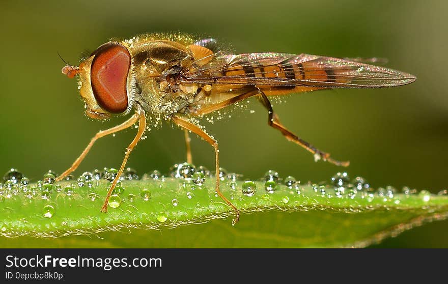 Brown Flying Insect Macro Photography