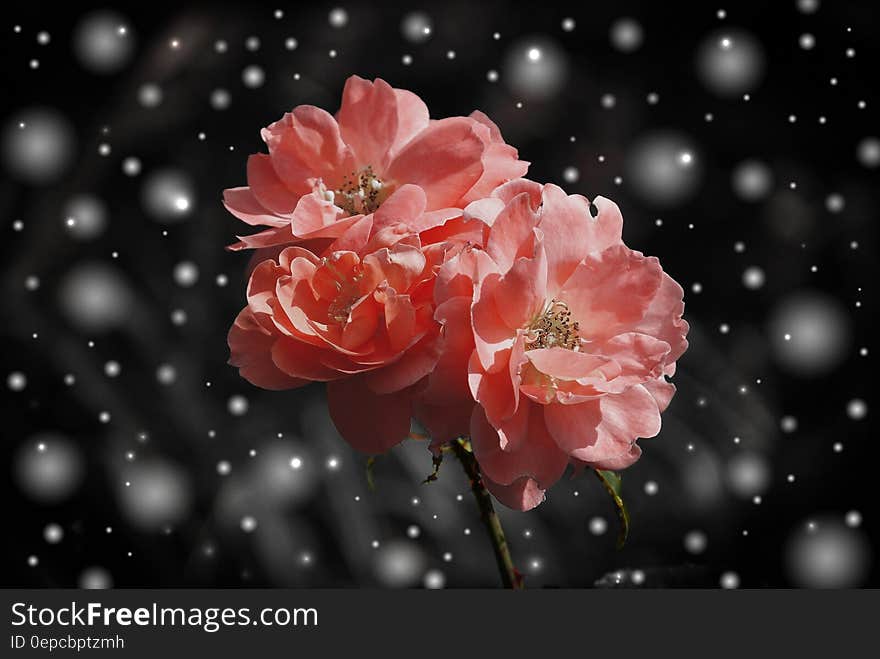 Blooming pink flowers with falling winter snow on black background. Blooming pink flowers with falling winter snow on black background.