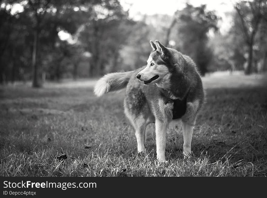 Gray and White Siberian Husky in Grayscale