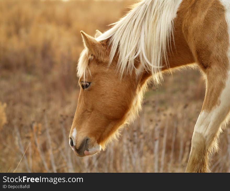 A horse grazing on grass. A horse grazing on grass.