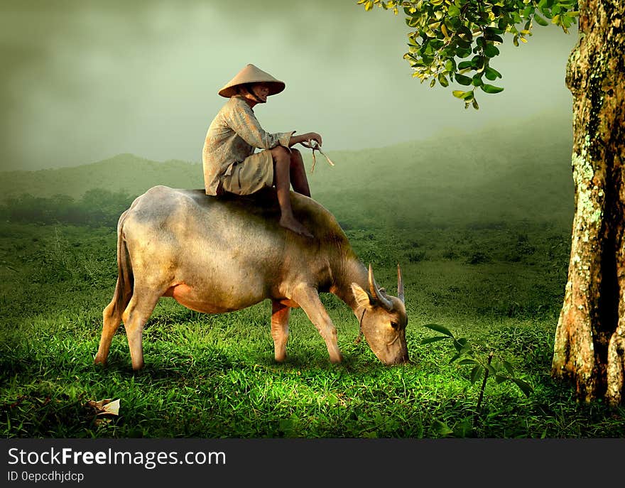 Landscape with elderly shepherd wearing a conical hat seated on the back of a buffalo while grazing in lush pasture, in the background a mist covered mountain. Landscape with elderly shepherd wearing a conical hat seated on the back of a buffalo while grazing in lush pasture, in the background a mist covered mountain.