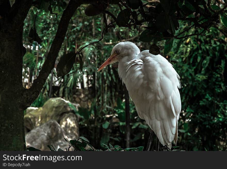 Side view of white feathered bird in tropical forest or jungle. Side view of white feathered bird in tropical forest or jungle.