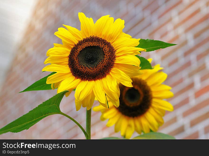 Yellow Sunflower Macro Photographyt