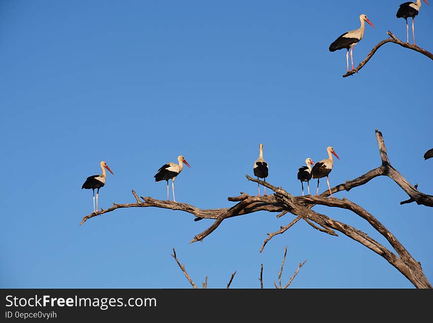 White and Black Long Beaked Birds on Brown Tree Branch