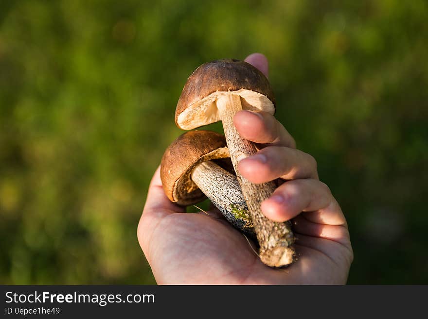 Hand of person holding two toadstools with long stems, green nature background. Hand of person holding two toadstools with long stems, green nature background.