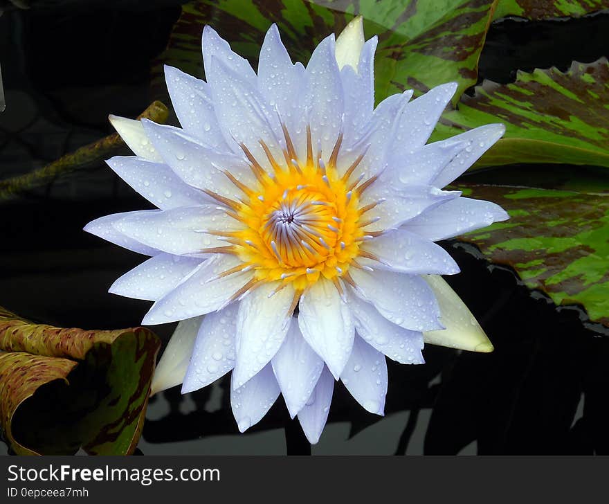 Close up of white lily on pad in sunny pond. Close up of white lily on pad in sunny pond.