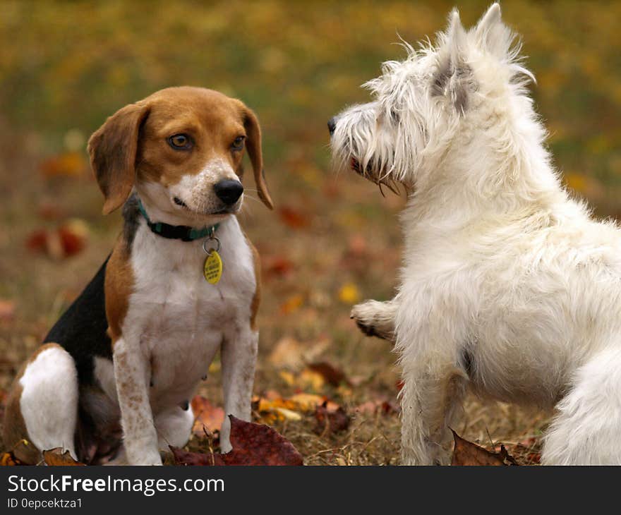 White dog and beagle dog playing in sunny yard. White dog and beagle dog playing in sunny yard.