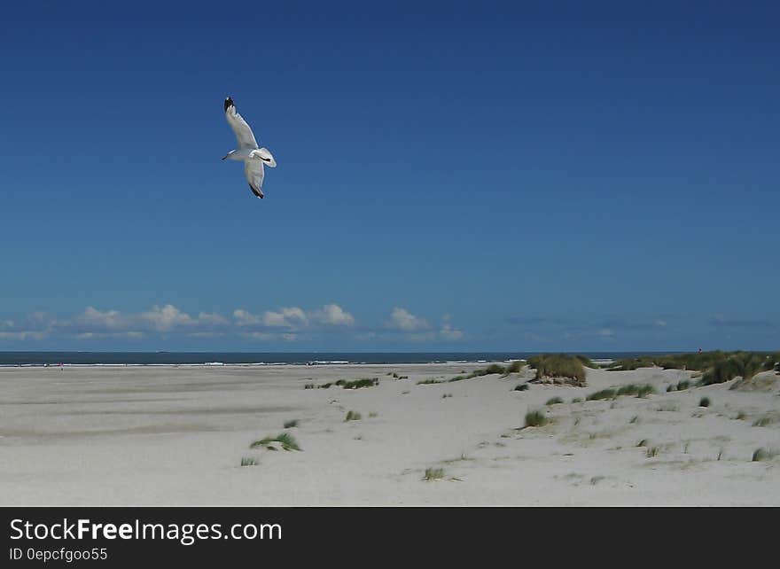 A seagull flying above a sandy beach. A seagull flying above a sandy beach.