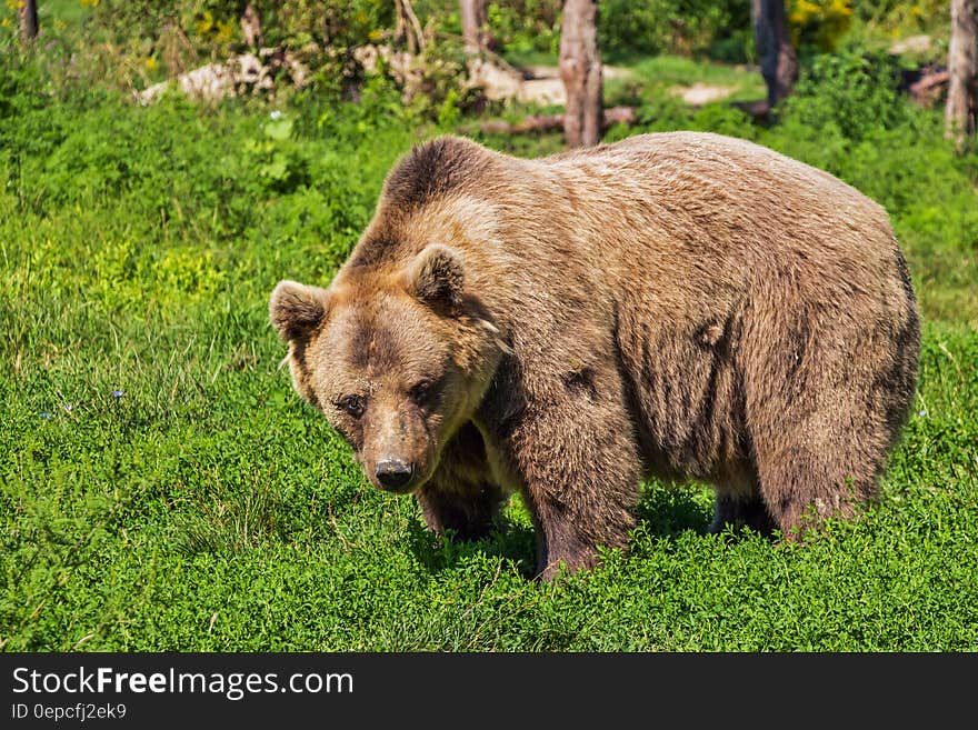 A brown bear standing in a forest clearing.