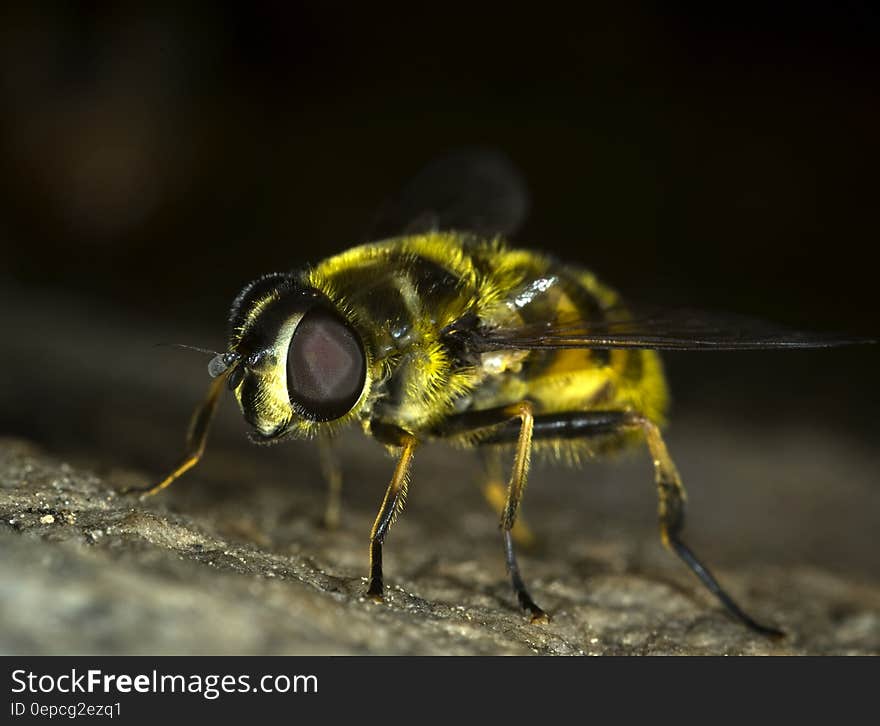 Close up macro of housefly. Close up macro of housefly.